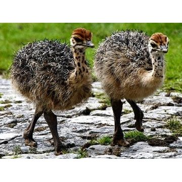 Avestruz Cria Macho Avestruz Cria Macho