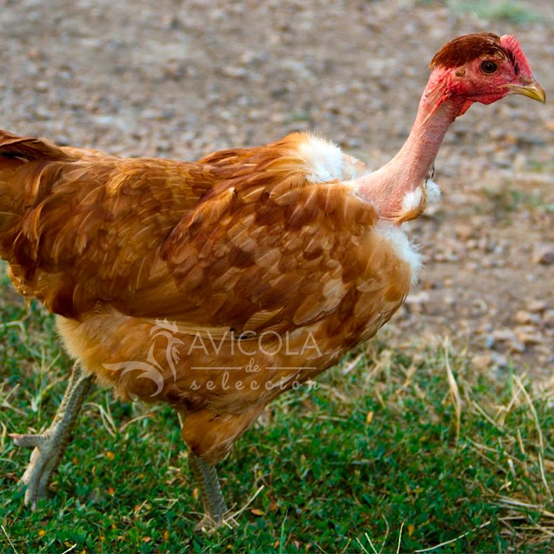 Gallina Cuello Pelado 22 semanas