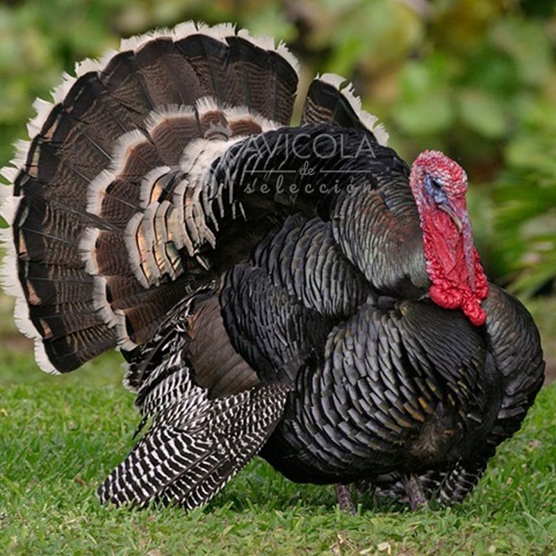 Pavo Negro Macho Pavo Negro Macho