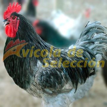 Gallo Biblue Gallo Biblue