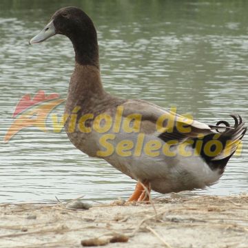 Pato Khaki Campbell Macho Pato Khaki Campbell Macho