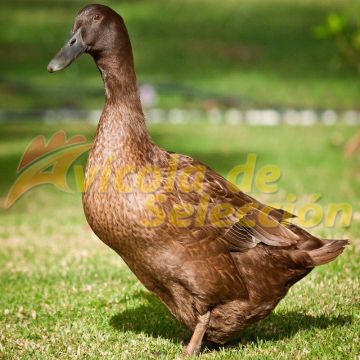 Pato Khaki Campbell Hembra Pato Khaki Campbell Hembra