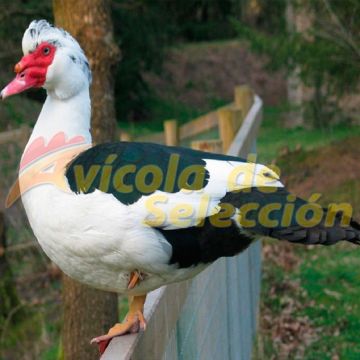 Pato Barbarie Macho Pato Barbarie Macho