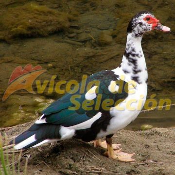Pato Barbarie Hembra Pato Barbarie Hembra