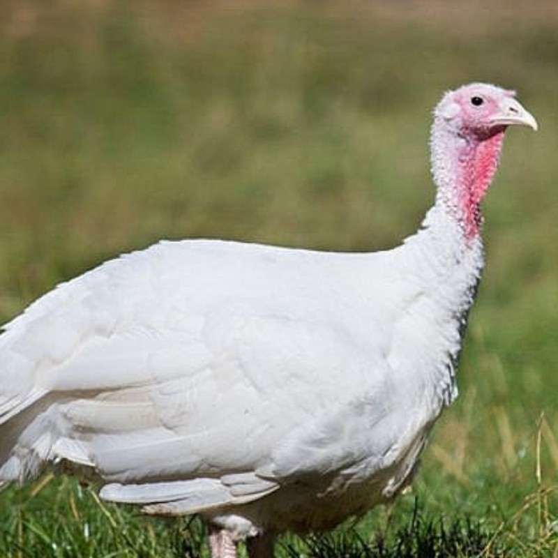 Pavo Blanco de hasta 12 semanas. SIN SEXAR