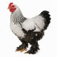 Gallina Brahma hasta 6 Semanas SIN Sexar