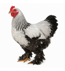 Gallina Brahma hasta 6 Semanas SIN Sexar