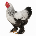Gallina Brahma hasta 6 Semanas SIN Sexar